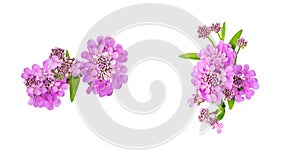 Set of isolated elements for floral design. purple beautiful flowers of iberia on white background