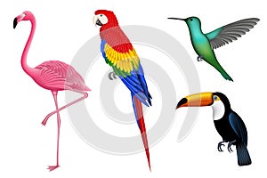 Set of isolated exotic birds. Tropical birds for summer backgrounds. Flamingo, parrot, hummingbird and toucan.