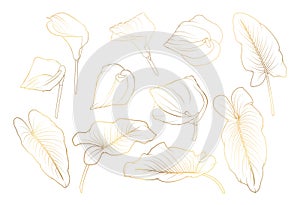Set of isolated gold flowers Calla lily zantedeschia.