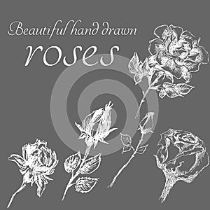 Set of isolated hand drawn roses. Cute flower illustration in freehand style. Rose vector set by hand drawing. Engraved flowers