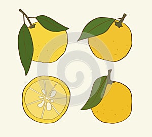 Set of isolated hand drawn yuzu fruit with leaves and a half slice