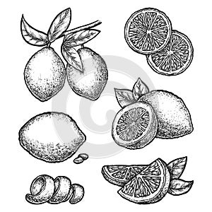 Set of isolated lemon fruit sketch. Citrus vector.