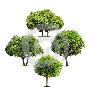 Set of Isolated mango trees on white background