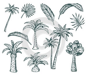 Set of isolated palm sketch, tropical coconut tree