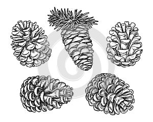 Set of isolated pine or fir cone sketch. Vector