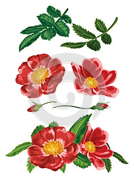 Set of isolated plant parts, botanical elements. Large watercolor red rosehip flowers, leaves. Vector hand drawn flora