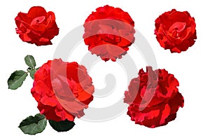 Set of isolated red roses on a white background.