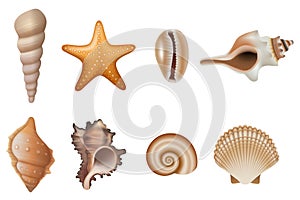 Set of isolated seashells and starfish