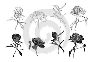 Set of isolated silhouette black white peony. Cute hand drawn flower vector illustration