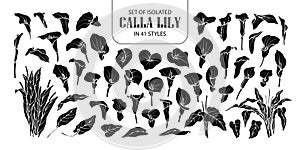 Set of isolated silhouette Calla lily in 41 styles. Cute hand drawn flower vector illustration in white outline and black plane.
