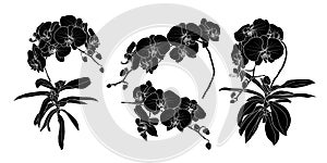 Set of isolated silhouette orchid branch set 1.