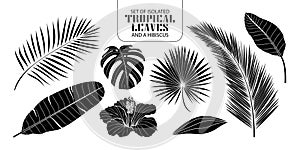 Set of isolated silhouette tropical leaves in 8 styles.