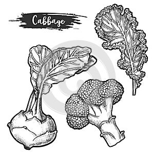 Set of isolated sketch of cauliflower root, fetus photo