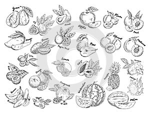 Set of isolated sketches of exotic, tropical fruit