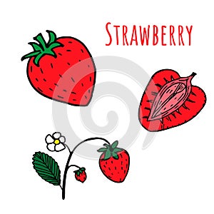 Set of isolated sketchy strawberries with flowers and leaves. Bright colors. Vector