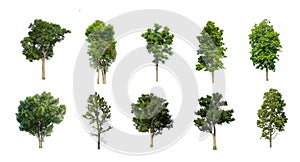 Set of Isolated trees on white background , The collection of trees