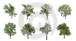 Set of Isolated trees on white background , The collection of trees