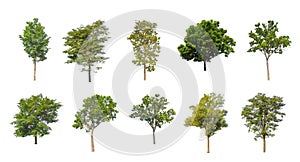 Set of Isolated trees on white background , The collection of trees