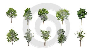 Set of Isolated trees on white background , The collection of trees