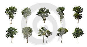 Set of Isolated trees on white background , The collection of trees