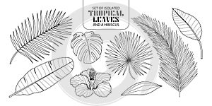 Set of isolated tropical leaves in 8 styles.