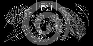 Set of isolated tropical leaves in 8 styles.