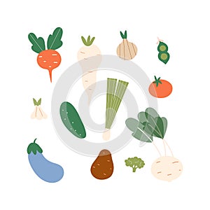 Set of isolated vegetables on a white background. Vector illustrations