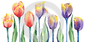 Set of isolated watercolor drawing palnts and flowers, hand drawn illustration. Colorful tulips, red and purple. Wildflowers and p