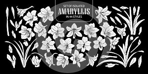 Set of isolated white silhouette Amaryllis or Hippeastrum in 44 styles. Cute hand drawn flower vector illustration in white plane