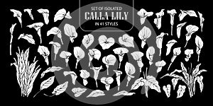 Set of isolated white silhouette Calla lily in 41 styles. Cute hand drawn flower vector illustration in white plane and no outline