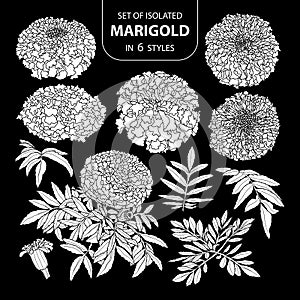 Set of isolated white silhouette marigold in 6 styles .Cute hand drawn flower vector illustration in white plane and no outline.