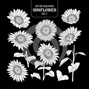 Set of isolated white silhouette sunflower set 1.