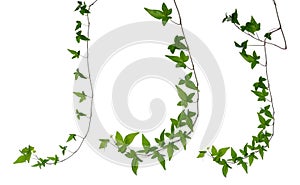 Set of ivy stems isolated over white.
