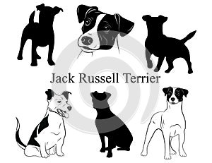 Set of jack russell terrier. Collection of pedigree dogs. Black and white illustration of a dog jack russell. Vector