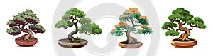 Set of Japanese bonsai trees grown in containers. Beautiful realistic tree