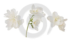 Set of jasmine flowers and leaves isolated