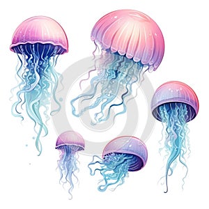 Set of jellyfish on a white background