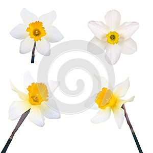 Set of Jonquil flower.