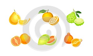 Set of juicy citrus fruit. Yuzu, pomelo, tangelo fruits vector illustration