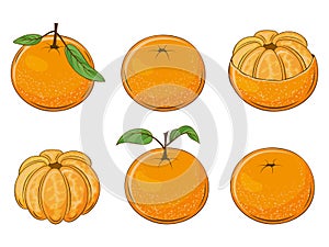 set of juicy mandarins. Fresh fruit. Vector illustration.