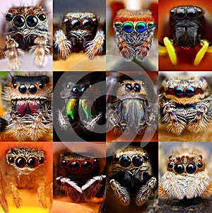 Set of jumping spiders