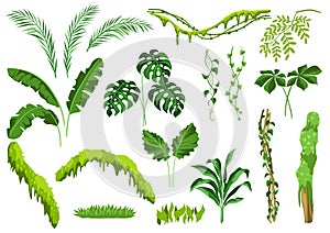 Set of jungle plants.