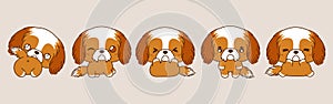 Set of Kawaii Isolated Shih Tzu Puppy. Collection of Vector Cartoon Dog Illustrations for Stickers, Baby Shower