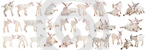Set kids of a goat, isolated