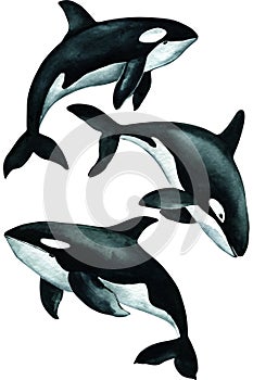 Set killer whale isolated white background. Watercolor illustration, hand drawing
