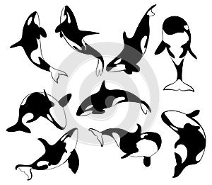 Set of killer whales. Collection of stylized orca whale. Black white vector illustration of sea predatory fish. Tattoo.