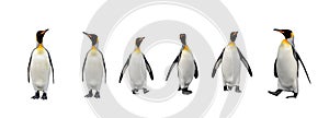 Set of King penguins isolated on the white background