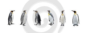 Set of King penguins isolated on the white background