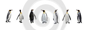 Set of King penguins isolated on the white background