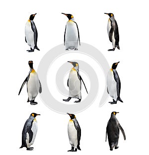 Set of King penguins isolated on the white background